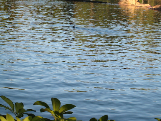 IMG_0279 (02-15-2015 09:00)