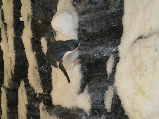 IMG_0283 (02-16-2015 10:31)