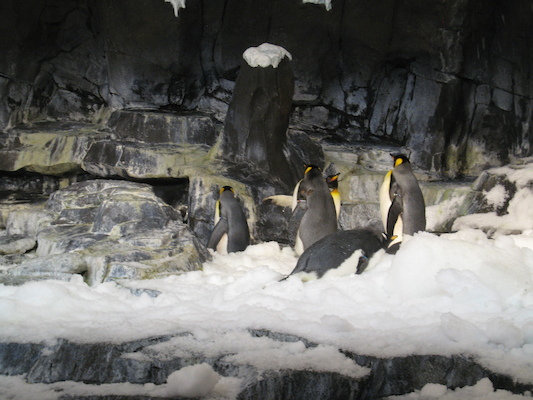 IMG_0286 (02-16-2015 10:32)