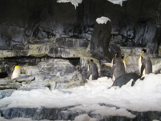 IMG_0287 (02-16-2015 10:33)