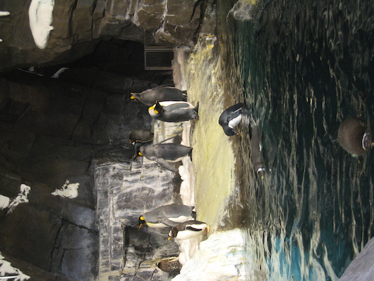 IMG_0288 (02-16-2015 10:33)