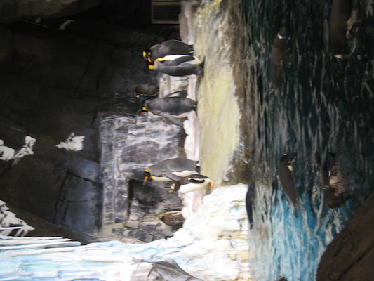 IMG_0289 (02-16-2015 10:34)