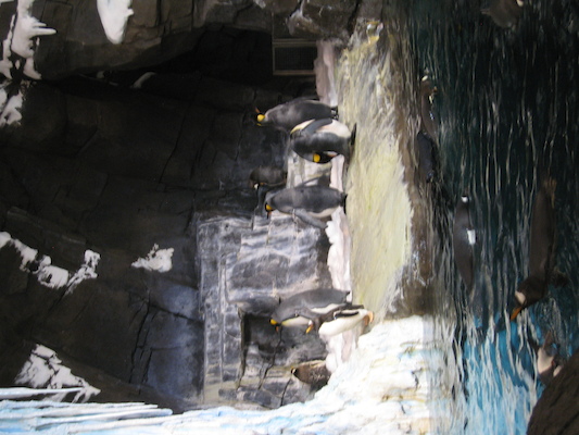 IMG_0290 (02-16-2015 10:34)