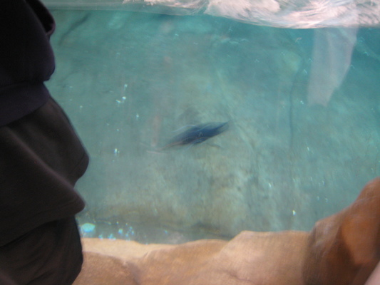 IMG_0291 (02-16-2015 10:35)