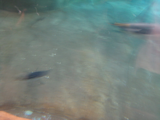 IMG_0293 (02-16-2015 10:35)