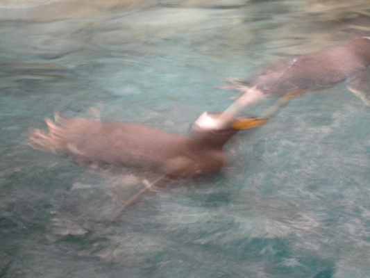 IMG_0294 (02-16-2015 10:35)