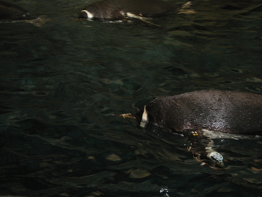 IMG_0295 (02-16-2015 10:35)