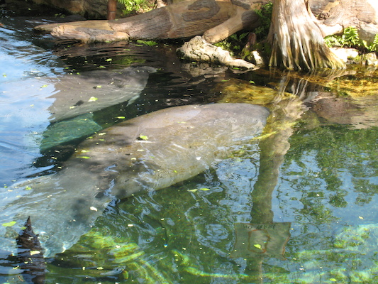 IMG_0300 (02-16-2015 11:53)