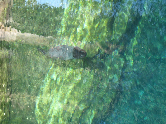 IMG_0305 (02-16-2015 11:55)