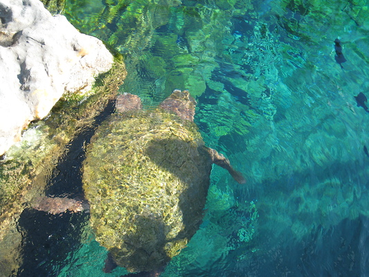 IMG_0306 (02-16-2015 11:58)