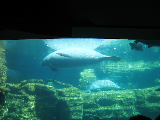 IMG_0309 (02-16-2015 12:10)