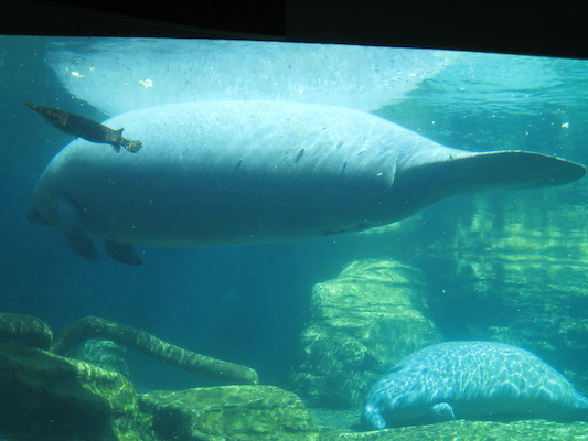 IMG_0310 (02-16-2015 12:10)