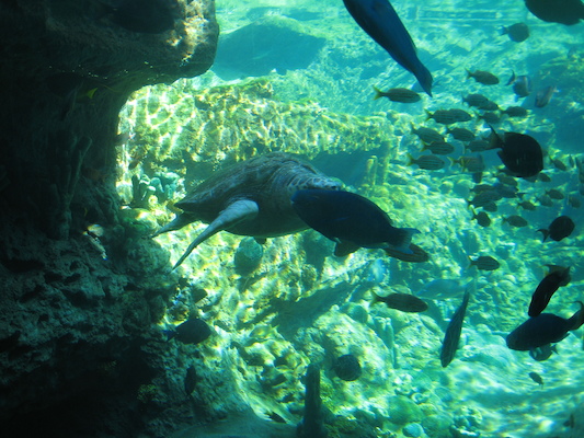 IMG_0312 (02-16-2015 12:11)