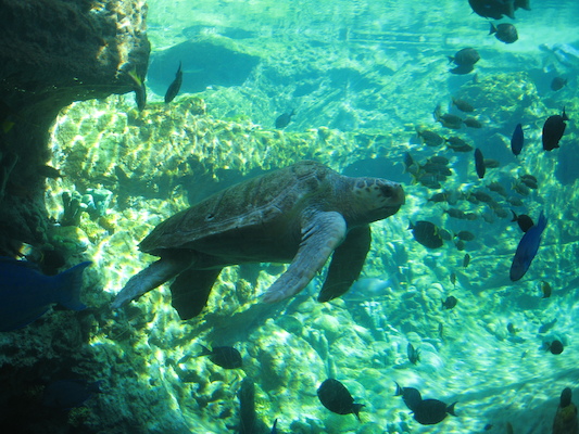 IMG_0313 (02-16-2015 12:11)