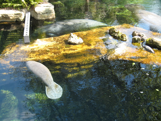 IMG_0315 (02-16-2015 12:30)