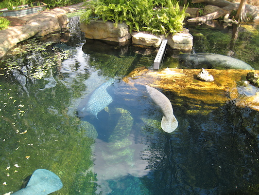 IMG_0316 (02-16-2015 12:30)