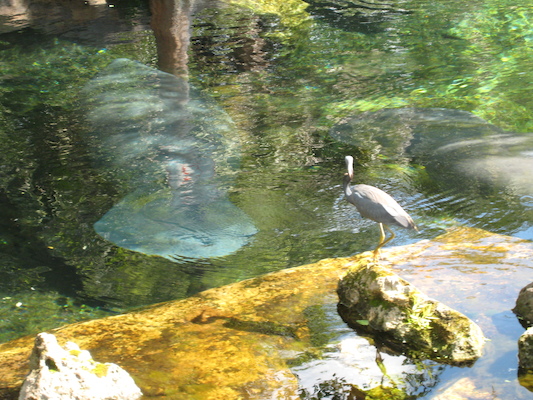 IMG_0318 (02-16-2015 12:30)