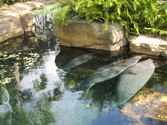 IMG_0319 (02-16-2015 12:30)