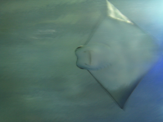 IMG_0323 (02-16-2015 13:24)