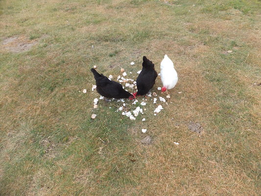 DSCF9480 (08-16-2014 15:29)