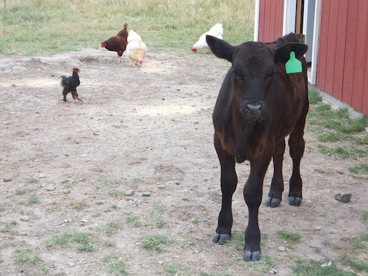 DSCF9513 (08-16-2014 15:45)