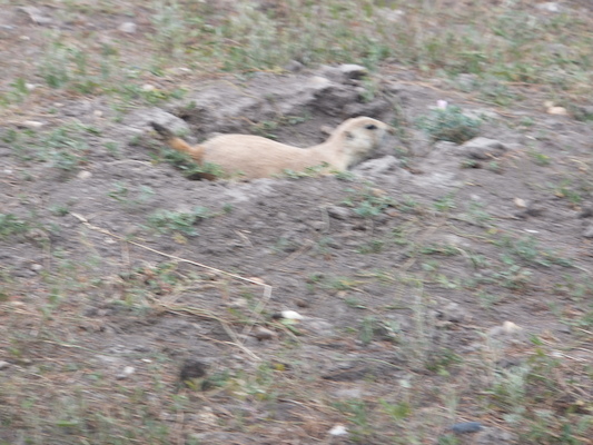 DSCF9590 (08-17-2014 01:11)