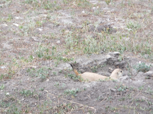 DSCF9591 (08-17-2014 01:11)