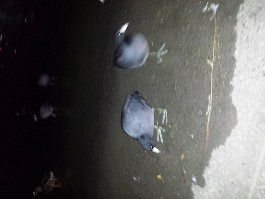 IMG_20150221_202322 (02-21-2015 20:23)