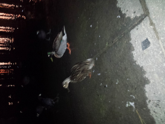 IMG_20150221_202332 (02-21-2015 20:23)