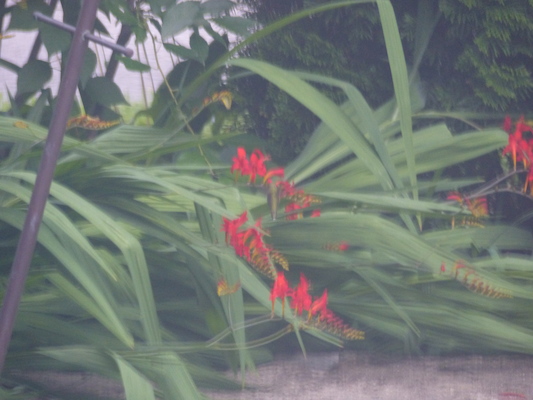 P1050071 (07-26-2014 08:31)