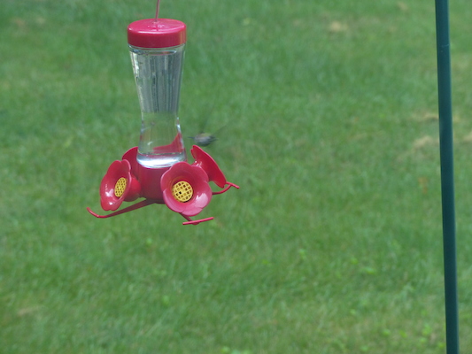 P1050072 (07-26-2014 08:59)