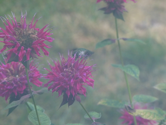 P1050073 (07-26-2014 18:15)