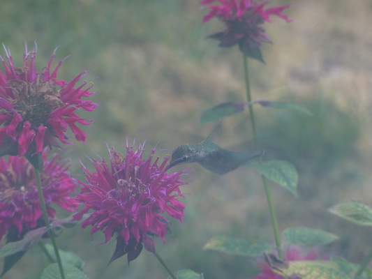 P1050074 (07-26-2014 18:15)