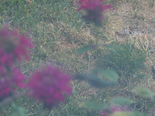 P1050075 (07-26-2014 18:15)