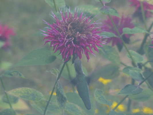 P1050076 (07-26-2014 18:15)