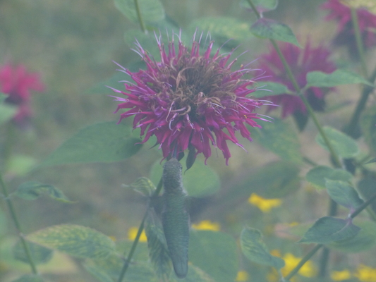 P1050077 (07-26-2014 18:15)