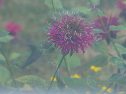 P1050078 (07-26-2014 18:15)