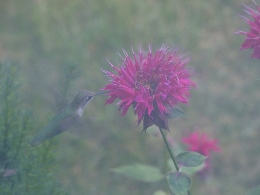 P1050079 (07-26-2014 18:16)