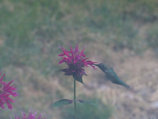 P1050080 (07-26-2014 18:16)