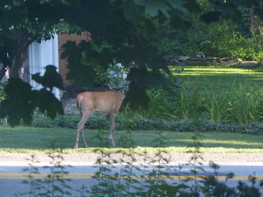 P1050081 (07-26-2014 18:20)