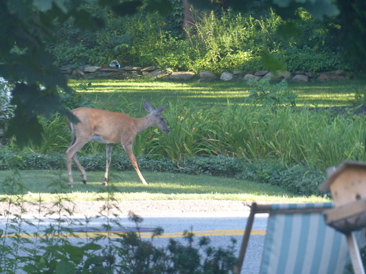 P1050082 (07-26-2014 18:20)