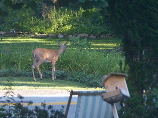 P1050083 (07-26-2014 18:20)