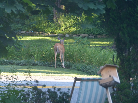 P1050084 (07-26-2014 18:20)