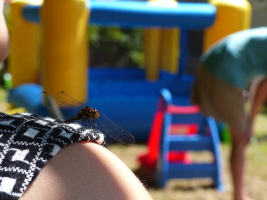 P1050119 (08-09-2014 10:55)