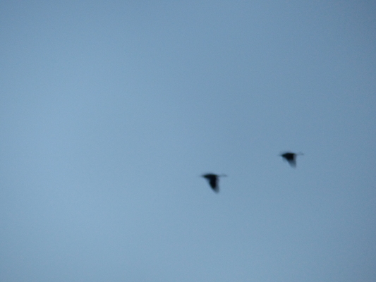 P1050599 (04-18-2016 05:48)