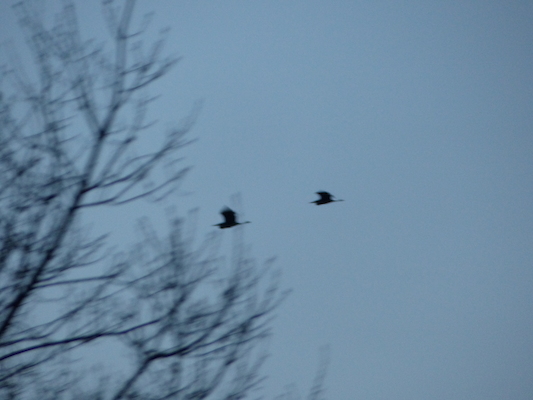 P1050600 (04-18-2016 05:48)