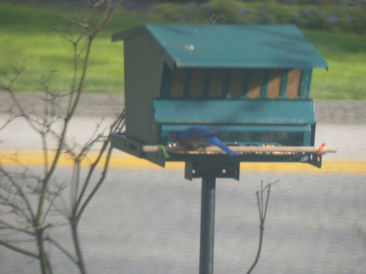 P1050631 (04-30-2016 18:09)