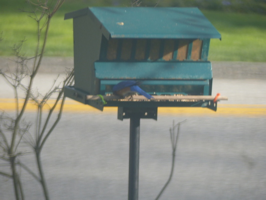 P1050632 (04-30-2016 18:09)