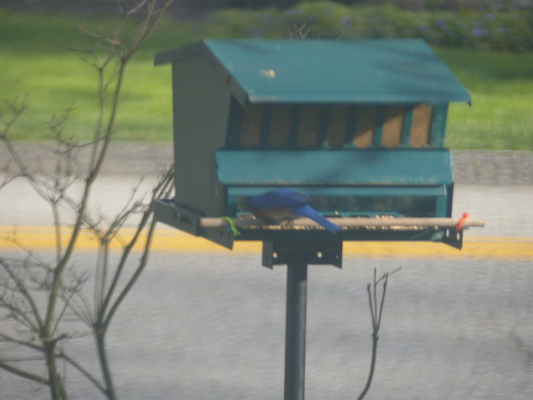 P1050633 (04-30-2016 18:09)