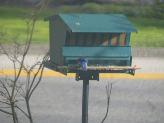 P1050634 (04-30-2016 18:09)